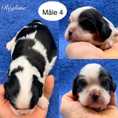 Les chiots de Cavalier King Charles Spaniel
