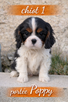 Les chiots de Cavalier King Charles Spaniel