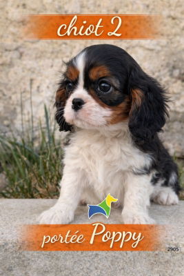 Les chiots de Cavalier King Charles Spaniel