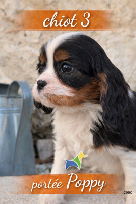 Les chiots de Cavalier King Charles Spaniel
