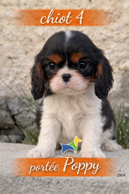 Les chiots de Cavalier King Charles Spaniel