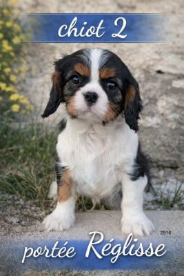 Les chiots de Cavalier King Charles Spaniel