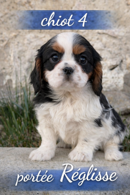 Les chiots de Cavalier King Charles Spaniel