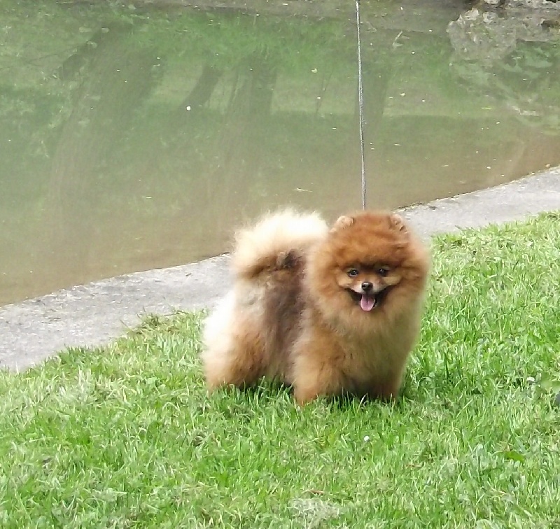 Hantoine De Djerambar - 1 EXCELLENT CACS MEILLEUR DE RACE