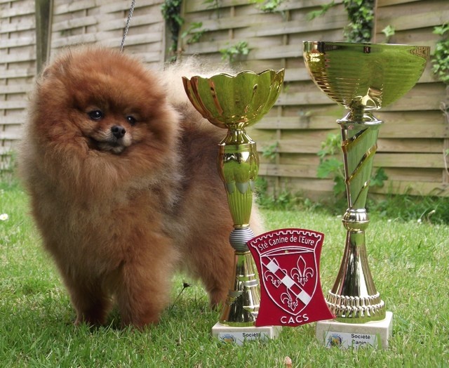 Hantoine De Djerambar - 1 ER EXCELLENT CACS MEILLEUR DE RACE ET 3 EME MEILLEUR CHIEN DU 5 EME GROUPE