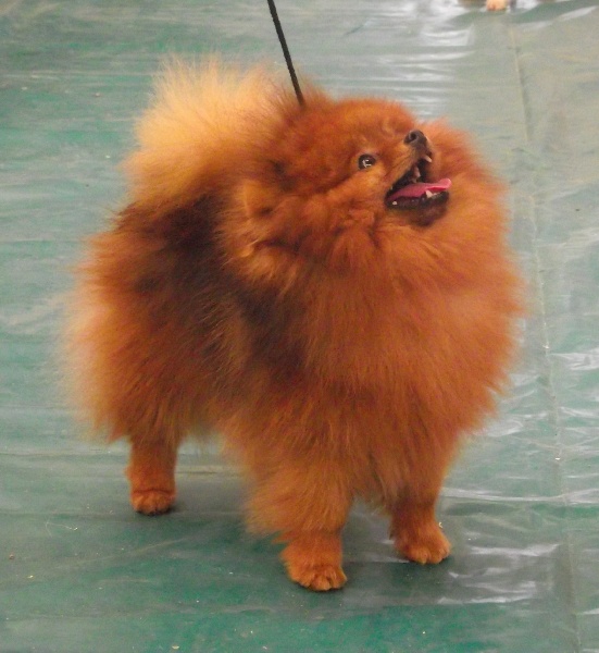 Hantoine De Djerambar - 1er Excellent RCACS