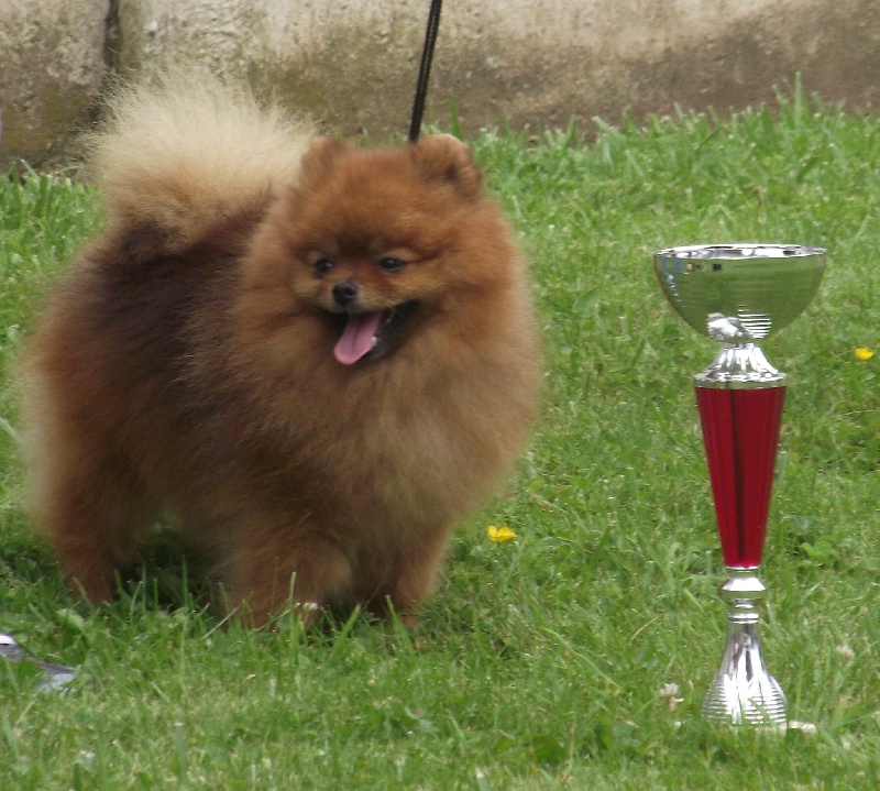 Hantoine De Djerambar - 3 EME EXCELLENT ET TAN 10