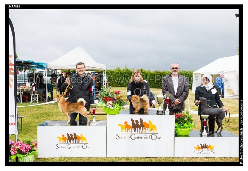 Hantoine De Djerambar - 1 ER EXCELLENT CACS MEILLEUR DE RACE ET MEILLEUR CHIEN DU 5 EME GROUPE