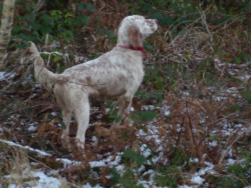 Publication : De La Haie Becasses Auteur : de la haie bécasses