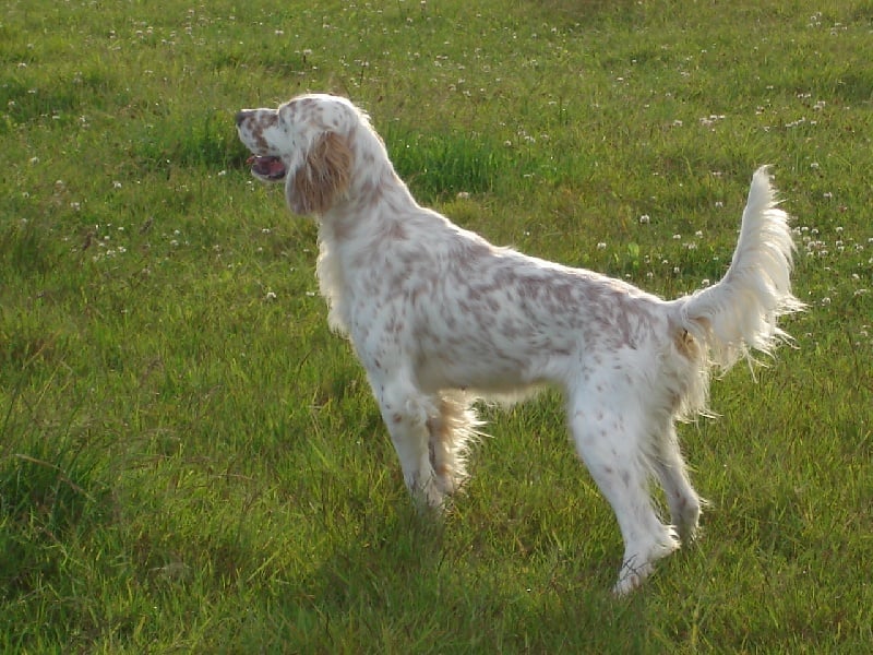 Publication : De La Haie Becasses Auteur : de la haie bécasses