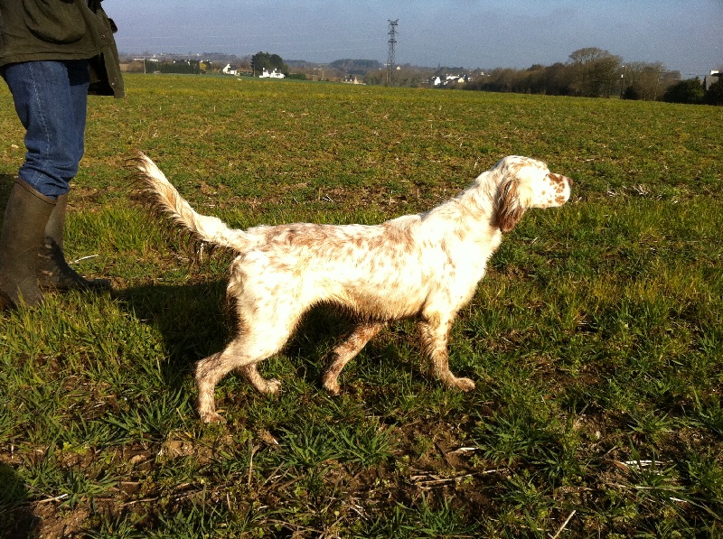 Publication : De La Haie Becasses Auteur : de la haie bécasses