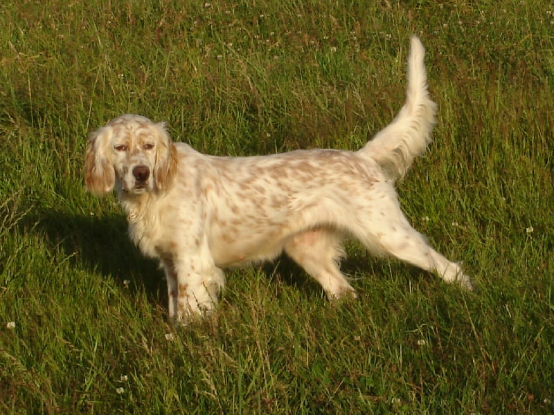 Publication : De La Haie Becasses Auteur : de la haie bécasses