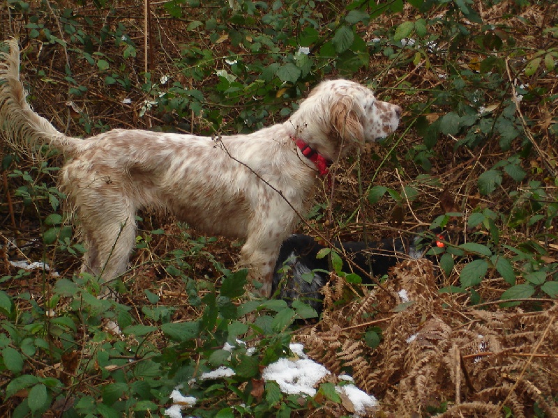 Publication : De La Haie Becasses Auteur : de la haie bécasses