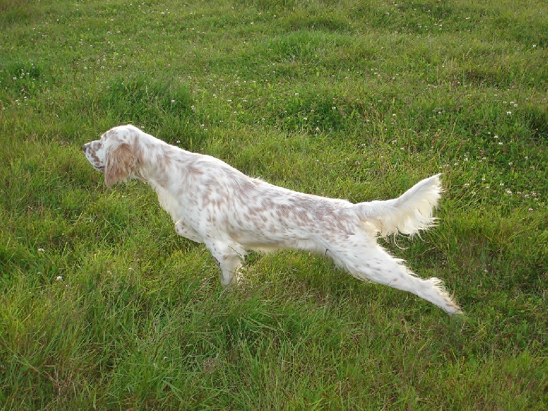 Publication : De La Haie Becasses Auteur : de la haie bécasses