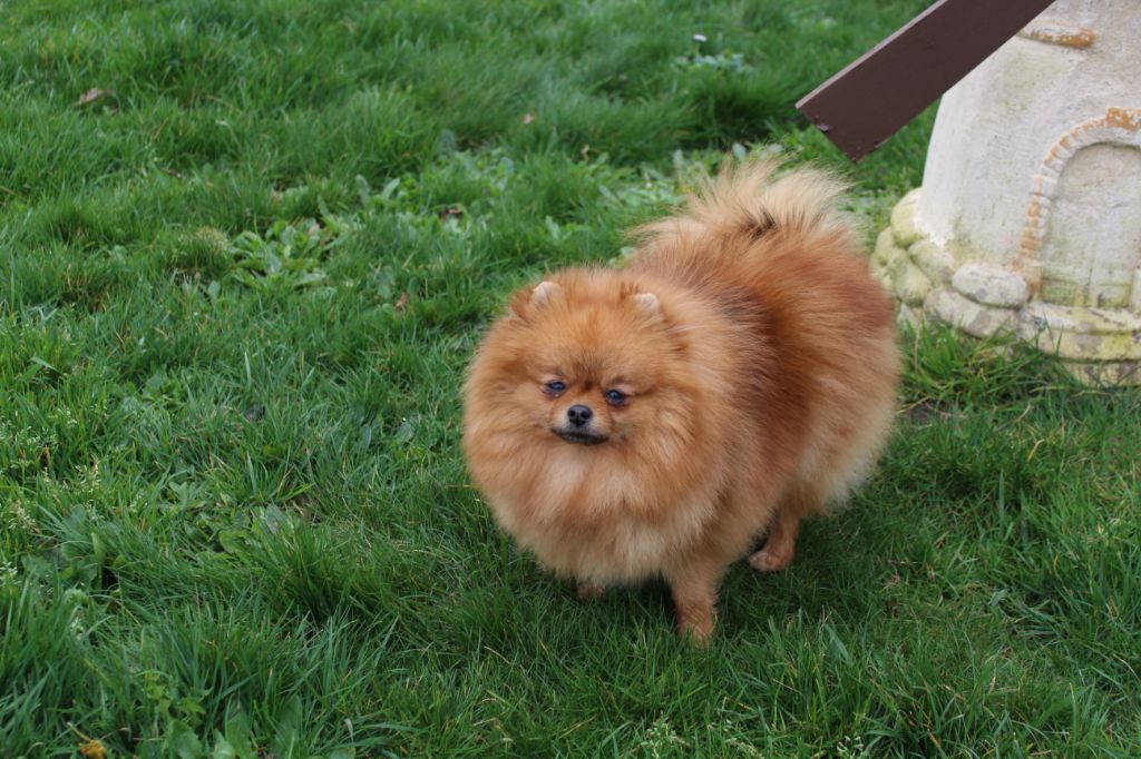 Publication : Des Petits Ecureuils Auteur : Léone Roussière