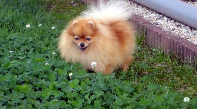 Des Petits Ecureuils Indira