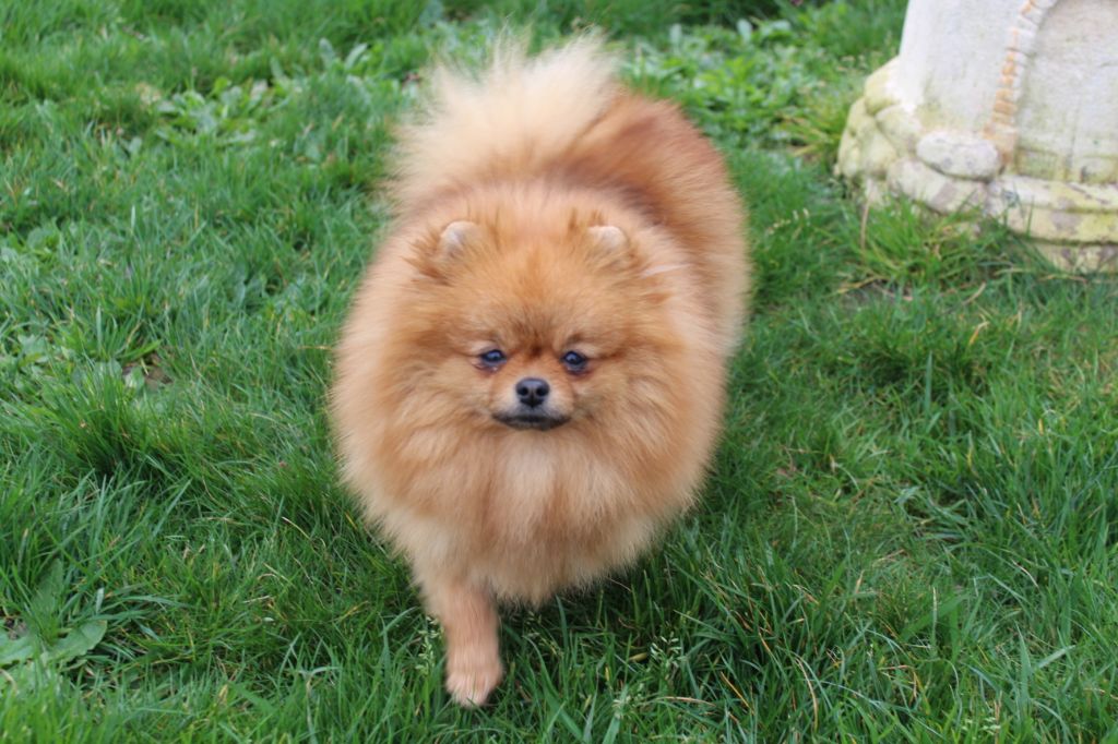 Publication : Des Petits Ecureuils Auteur : Léone Roussière