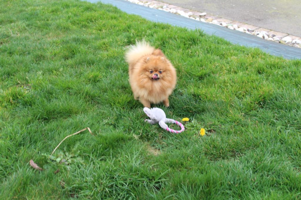 Publication : Des Petits Ecureuils Auteur : Léone Roussière