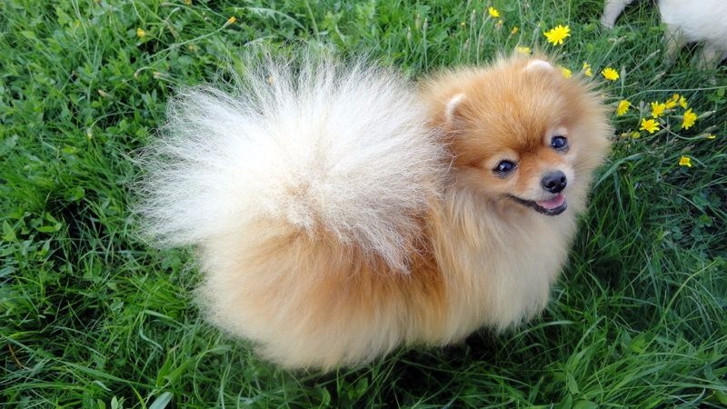 Des Petits Ecureuils Indira