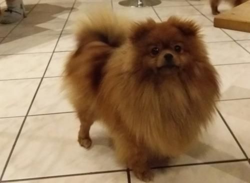 Publication : Des Petits Ecureuils Auteur : Noelle