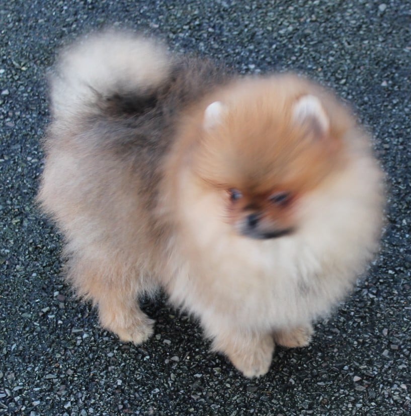 Spitz allemand - Des Petits Ecureuils