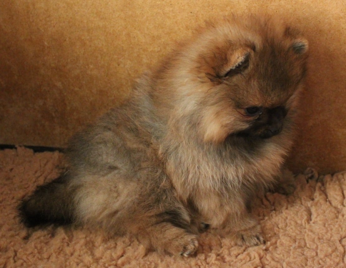 Spitz allemand - Des Petits Ecureuils