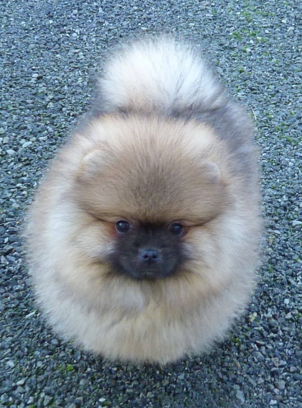 Spitz allemand - Des Petits Ecureuils