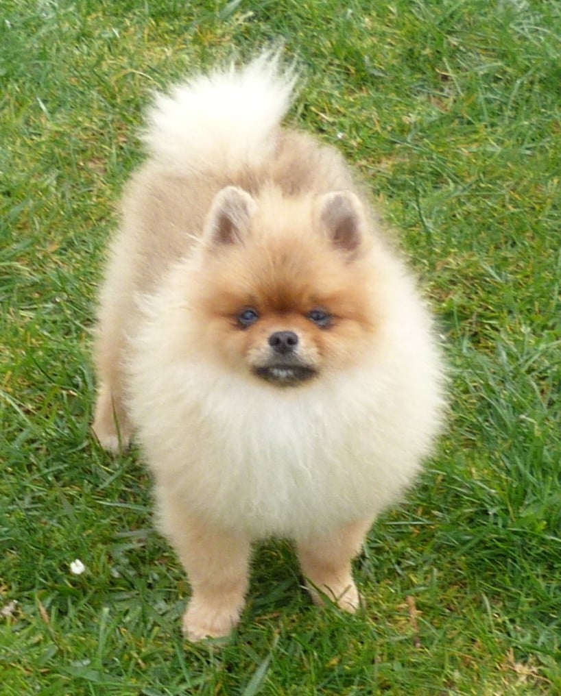 Spitz allemand - Des Petits Ecureuils