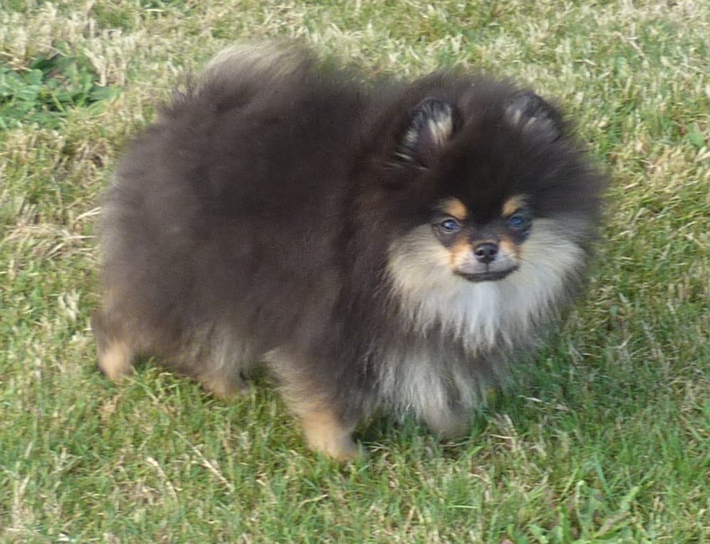 Spitz allemand - Des Petits Ecureuils