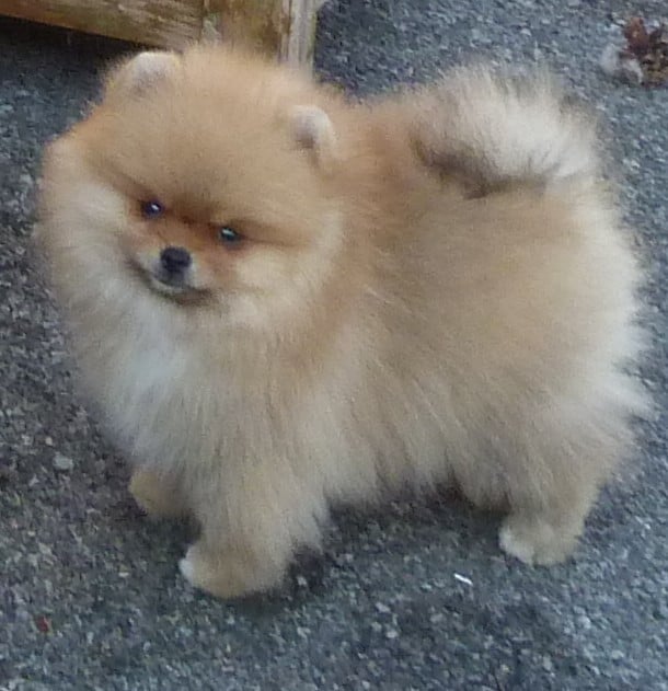 Spitz allemand - Des Petits Ecureuils
