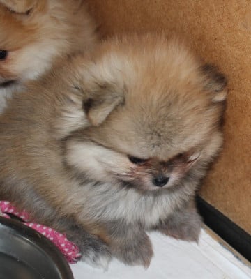 Les chiots de Spitz allemand