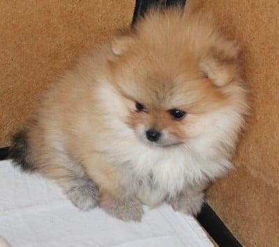 Les chiots de Spitz allemand