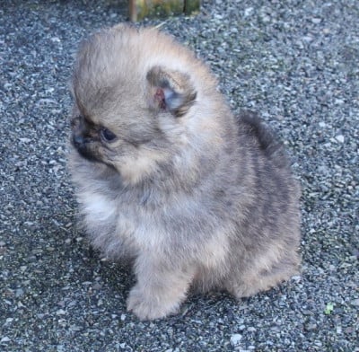 Les chiots de Spitz allemand