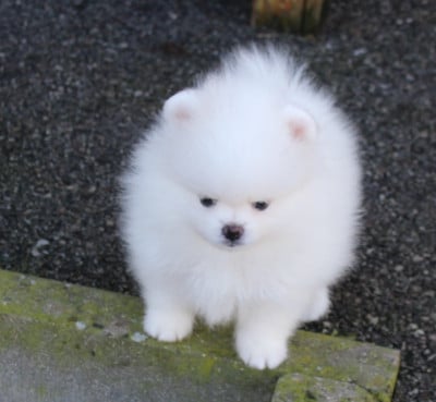 Les chiots de Spitz allemand