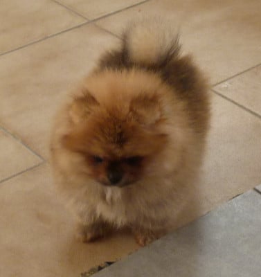 Les chiots de Spitz allemand