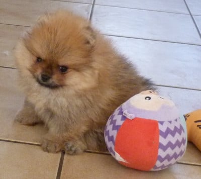 Les chiots de Spitz allemand