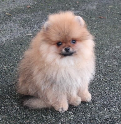 Les chiots de Spitz allemand