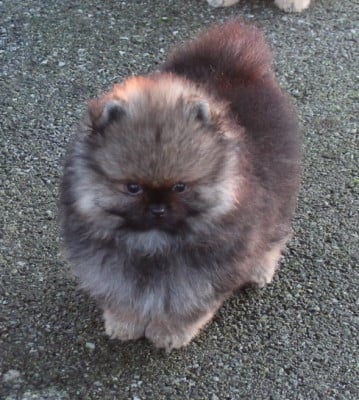 Les chiots de Spitz allemand