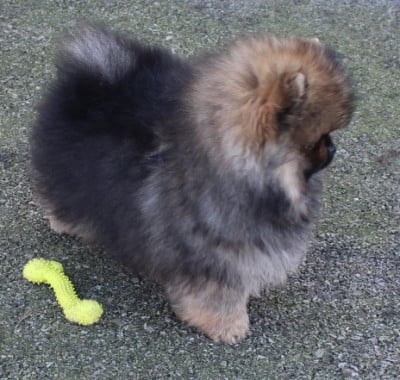 Les chiots de Spitz allemand