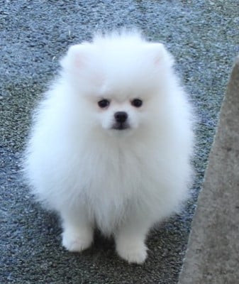 Les chiots de Spitz allemand