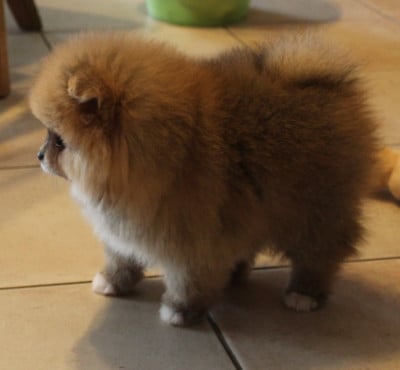 Les chiots de Spitz allemand