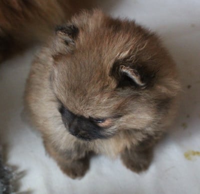 Les chiots de Spitz allemand