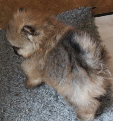 Les chiots de Spitz allemand