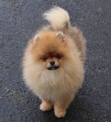 Les chiots de Spitz allemand