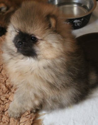 Les chiots de Spitz allemand