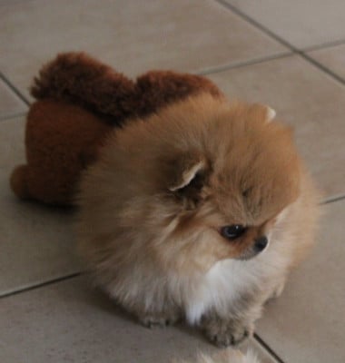 Les chiots de Spitz allemand