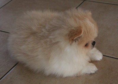 Les chiots de Spitz allemand