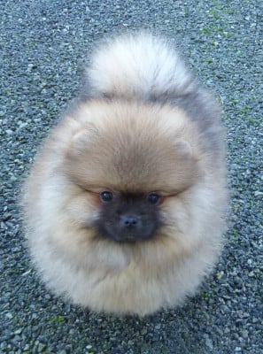 Les chiots de Spitz allemand