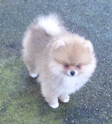 Les chiots de Spitz allemand