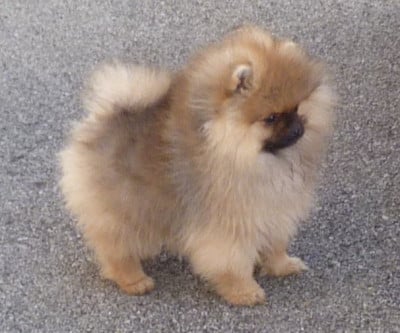 Les chiots de Spitz allemand